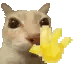 dose-dosecat.gif