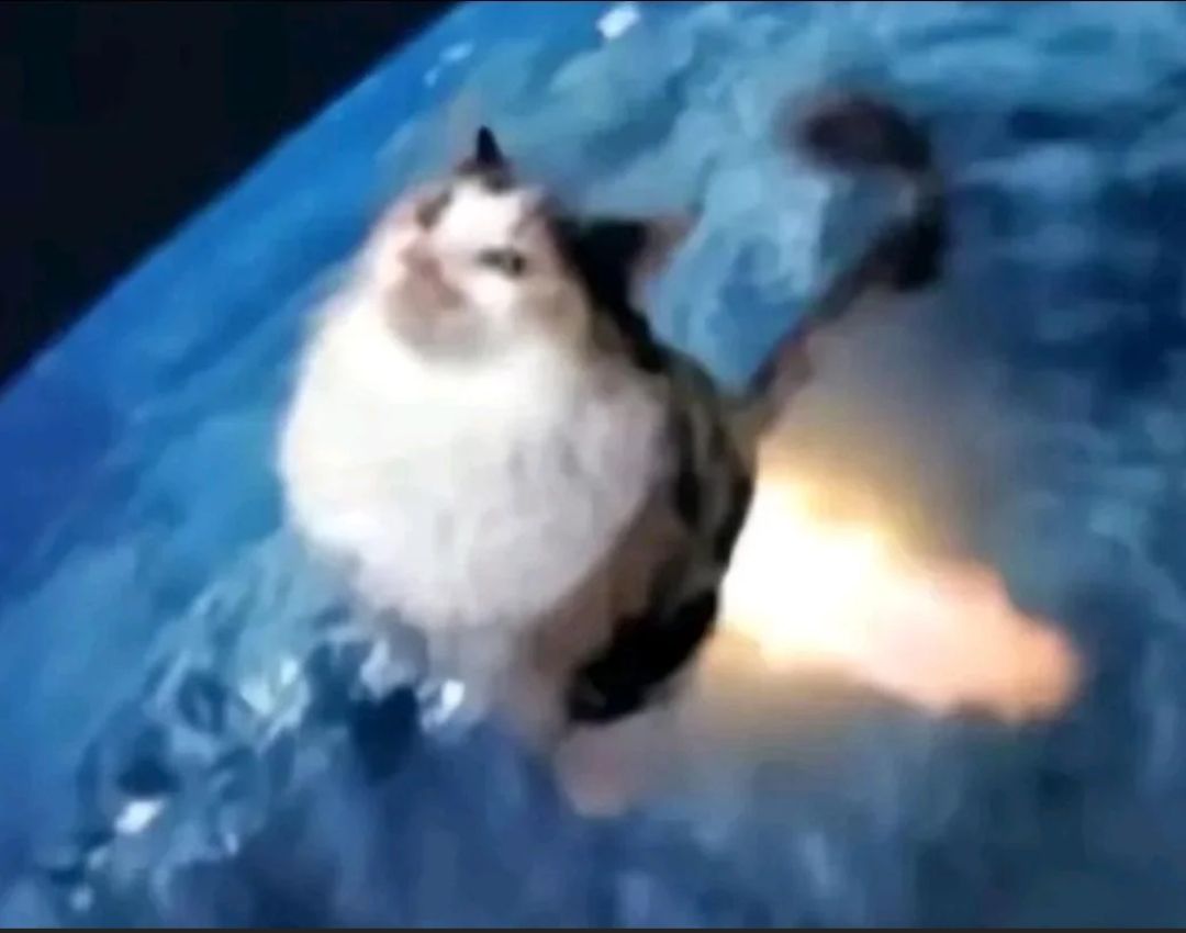 my cat had too much tackle bell-4388d63d.jpg