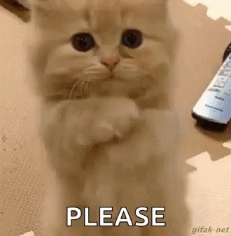 cat-begging.gif