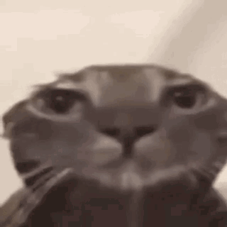 tenor.gif