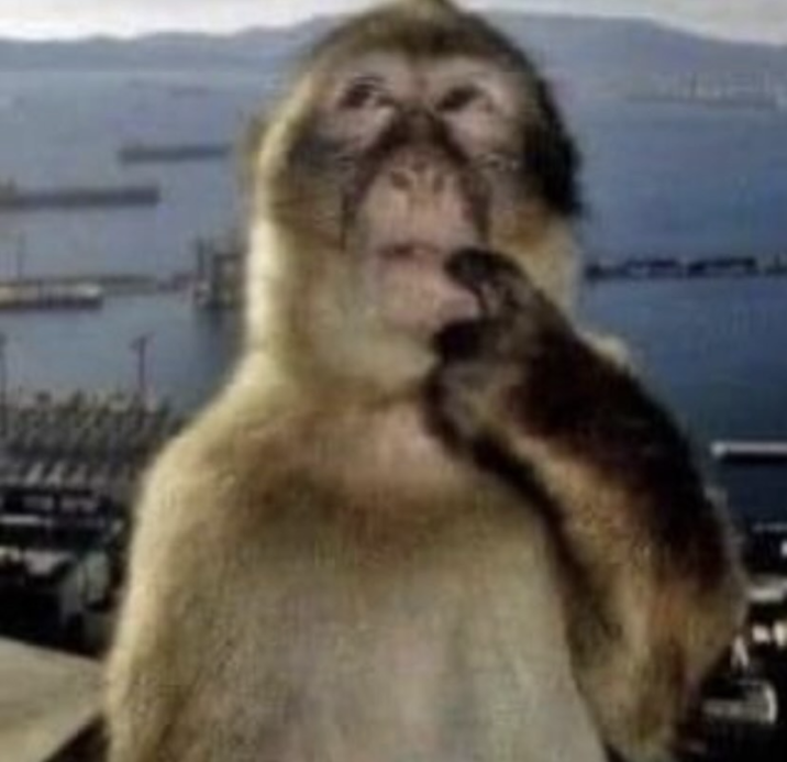 Monkey think.png