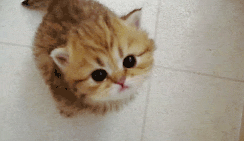 tumblr_n2oap71Gqz1tw5bhko1_500.gif