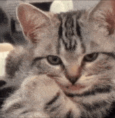 sassy-cat.gif