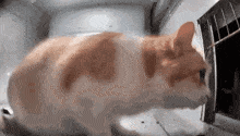 kot-cat.gif