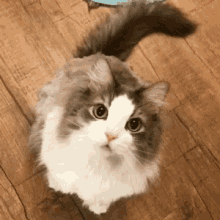 wink-cat-winking.gif
