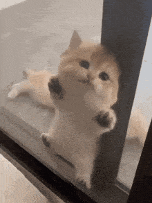 cute-cats-memes.gif