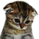 sadcat.png