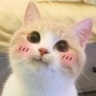 blush6q.png