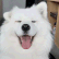samoyed-happy.gif
