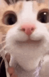 cute-staring-cat.gif
