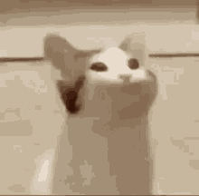 cat-catfish.gif