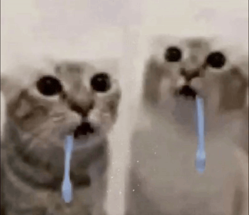 drooling-cats.gif