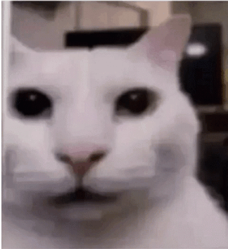 cat-stare-cat.gif