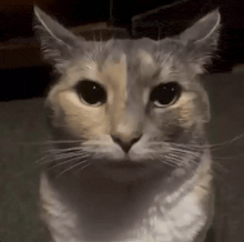 cat-cat-meme.gif