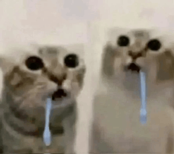 cats-cat-drooling.gif