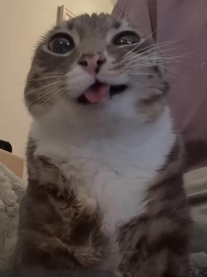the-freaky-cat-peeing-is-actually-rigby-from-on-youtube-the-v0-l3yafej46xjg1.jpeg