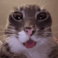 200 (1).gif