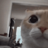 cat-look.gif
