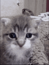 sad-cat-car.gif