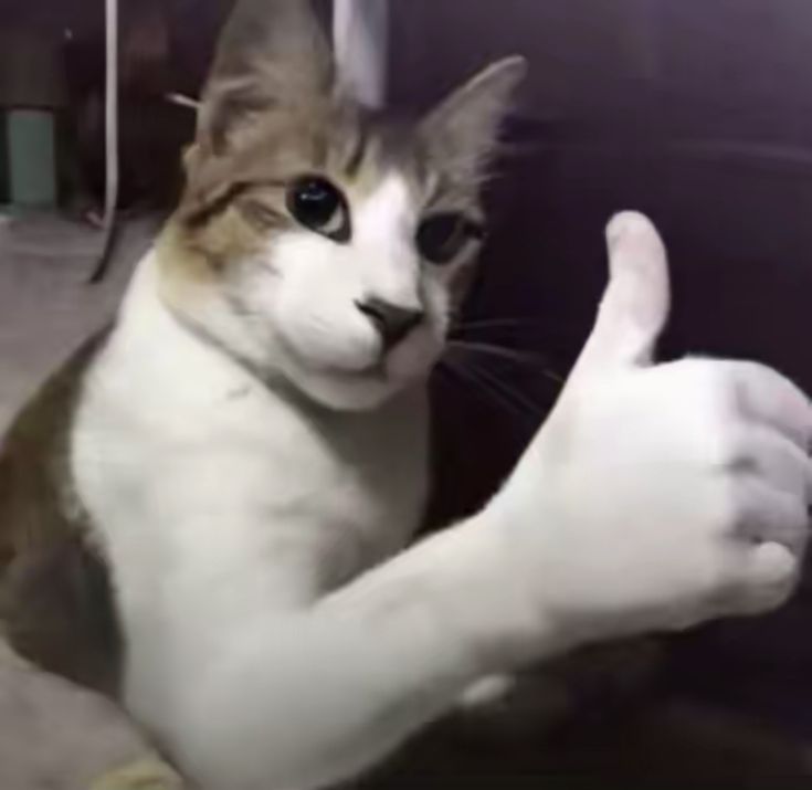 cat thing.jpg