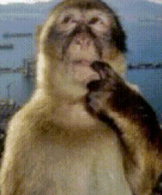 monkey th.png