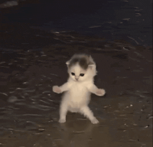 cat-cat-dance.gif