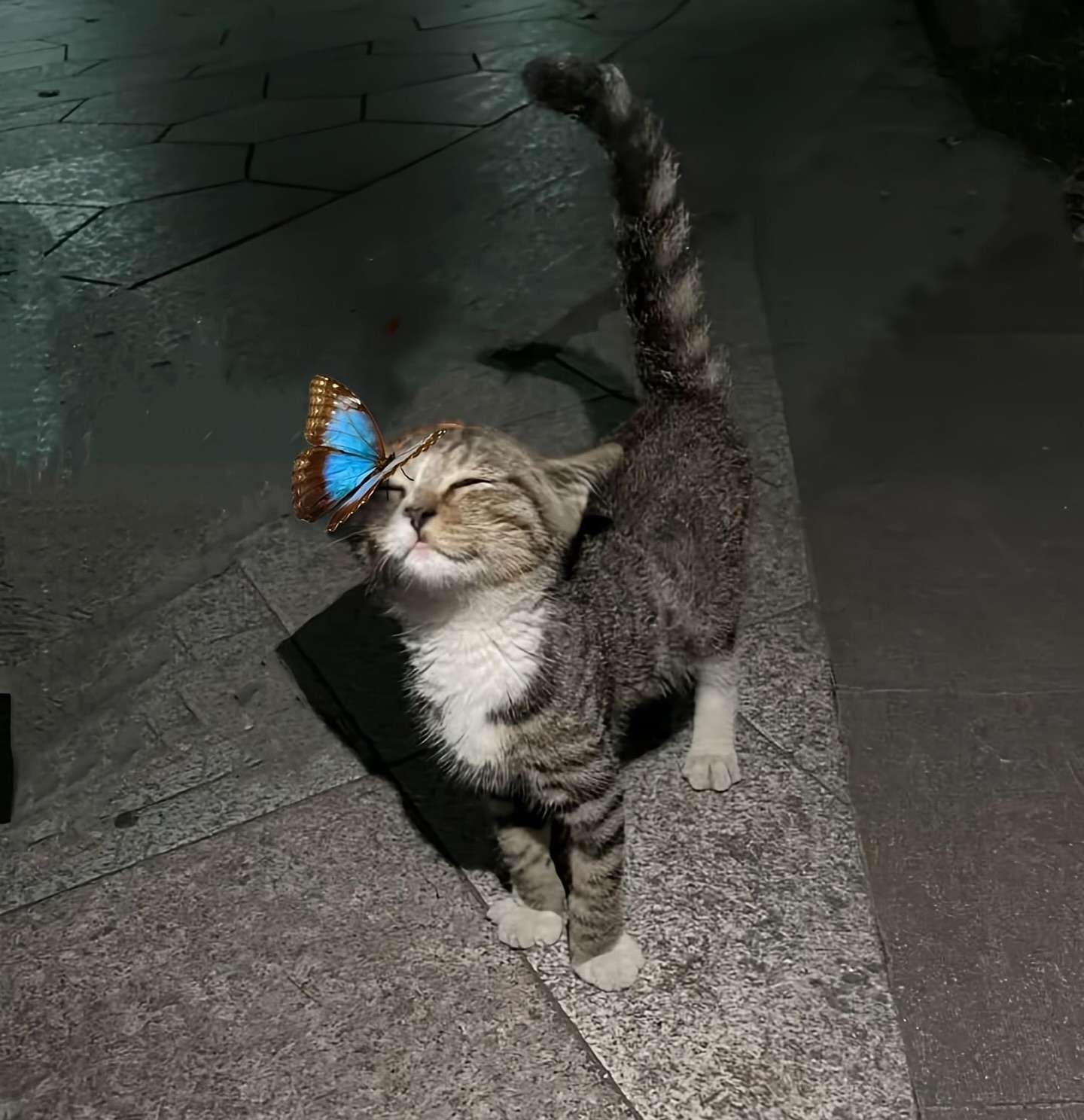 cutekittywithbutterfly.jpg