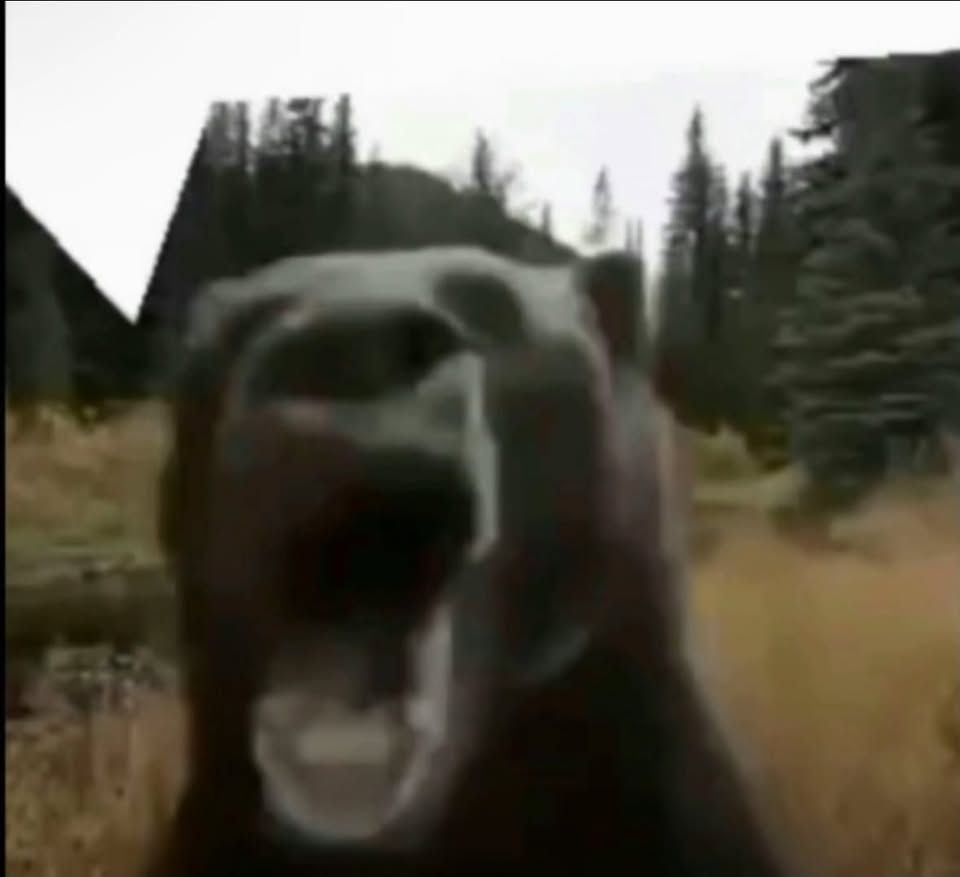 bear.jpg