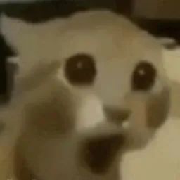image.jpeg