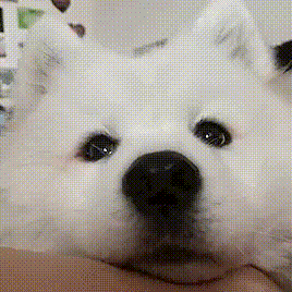 fpnzCUH4dC8iUODHS.gif