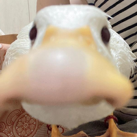 LewdLovu