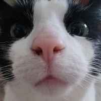 A Cat