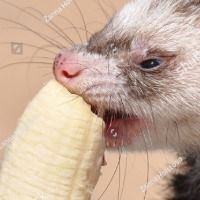 ferret