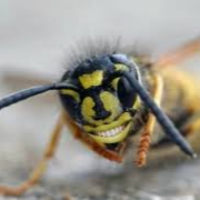 beeswithteeth