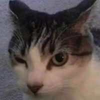 goofycat89
