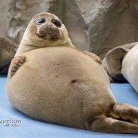 NotASeal