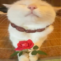 Kattylico