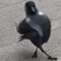 iCrodino