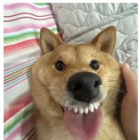 softestpawss