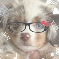 puppypilled