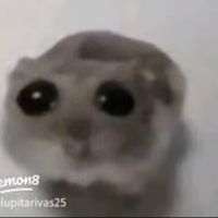 Lynxus