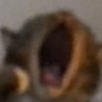 Sn0wyQc
