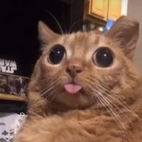 Chimera