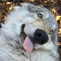SleepyWoolf