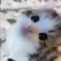 mel0