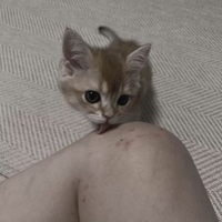 nytsi