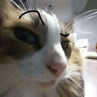 sayhello