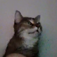 Lena cat
