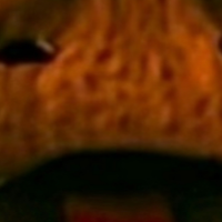 VNT