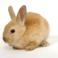 Bunniesarecute